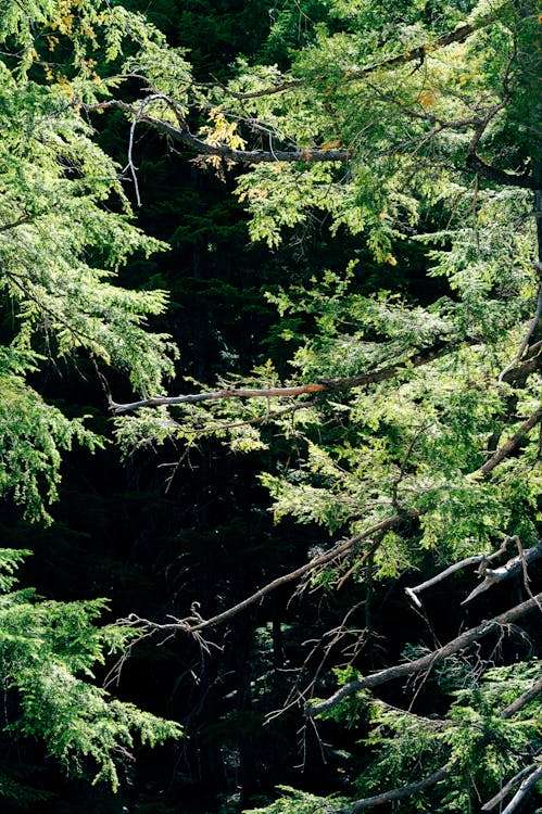 The Differences Between Help Desk and Network Operations Center (NOC)